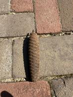 Gewicht koekoeksklok, Antiek en Kunst, Antiek | Klokken, Ophalen of Verzenden