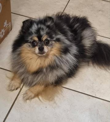 Super lieve pomeranian teefje sm cm pl 0.0 beschikbaar voor biedingen