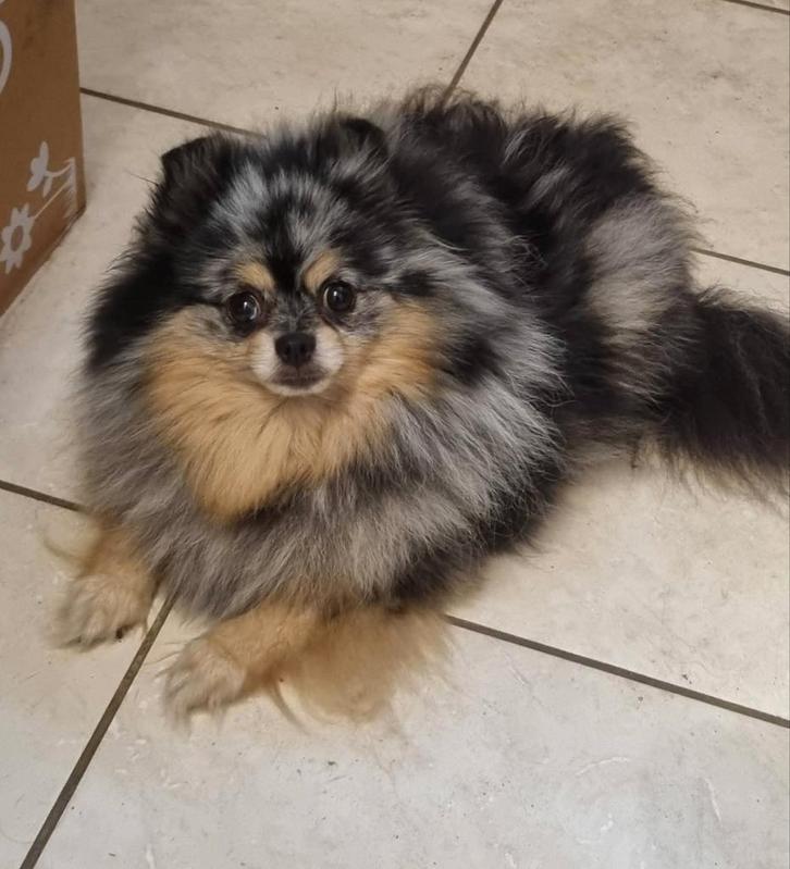 Super lieve pomeranian teefje sm cm pl 0.0, Dieren en Toebehoren, Honden | Poolhonden, Keeshonden en Oertypen, Teef, Keeshond