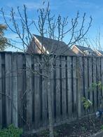 Jonge Perenboom te koop, Tuin en Terras, Planten | Bomen, Overige soorten, Lente, 100 tot 250 cm, Ophalen