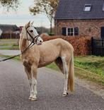 Lieve Palomino merrie 3 jaar, Dieren en Toebehoren, Pony's, 3 tot 6 jaar, Gechipt, Onbeleerd, Recreatiepony