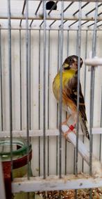 Edelzanger, Mannelijk