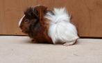 Borstel cavia, Dieren en Toebehoren, Knaagdieren, Mannelijk, Cavia, Na 1 juli 2024