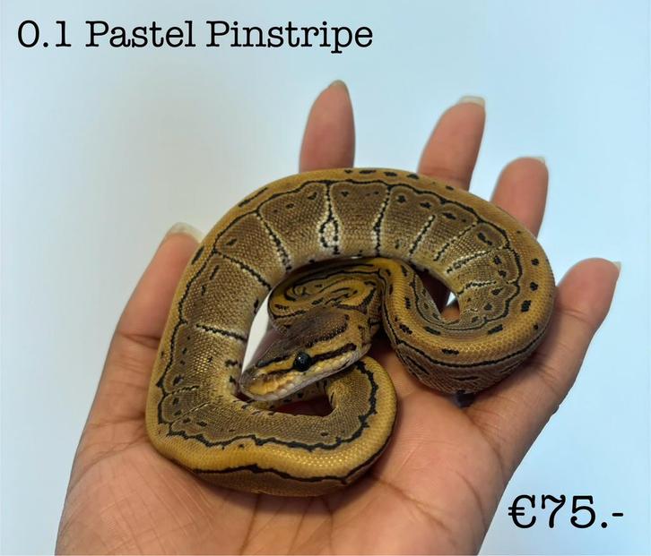 0.1 Pastel Pinstripe NK25