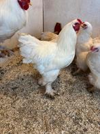 Witte Brahma haan, Dieren en Toebehoren, Pluimvee, Mannelijk, Kip