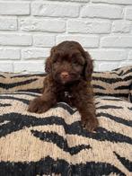 Maltipoo choco pups, Dieren en Toebehoren, Honden | Chihuahua's en Gezelschapshonden, Overige rassen, CDV (hondenziekte), 8 tot 15 weken