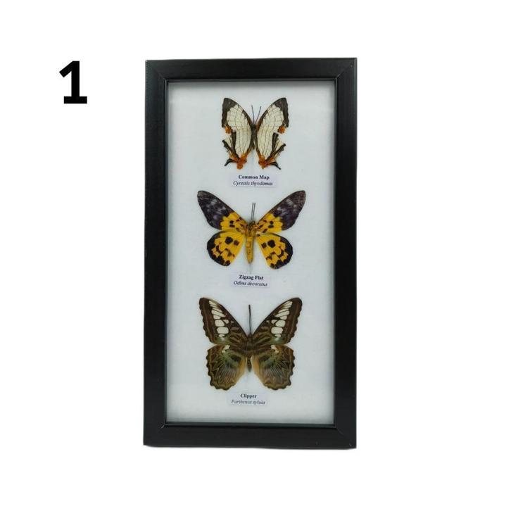 Lijst met 3 vlinders 25x14, Verzamelen, Dierenverzamelingen, Nieuw, Opgezet dier, Insect, Ophalen of Verzenden
