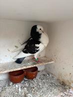 Krasbont duivin, Dieren en Toebehoren, Vogels | Duiven, Vrouwelijk, Kropper