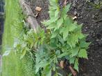 maggiplant moestuin, Ophalen, Vaste plant, Bloeit niet, Halfschaduw