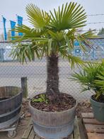 AANBIEDING Palmboom, Ophalen, Zomer, Volle zon, Palmboom