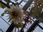 Dahlia white start cactus, Ophalen of Verzenden, Volle zon