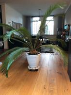 Palmboom, 100 tot 150 cm, Palm, Ophalen of Verzenden, Halfschaduw