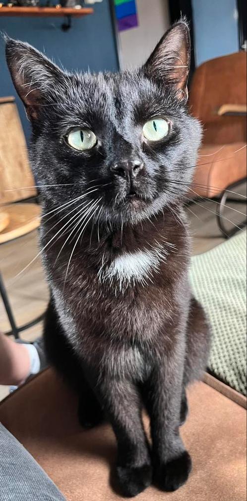 Nieuw thuis gezocht, Dieren en Toebehoren, Katten en Kittens | Dekkaters, 0 tot 2 jaar
