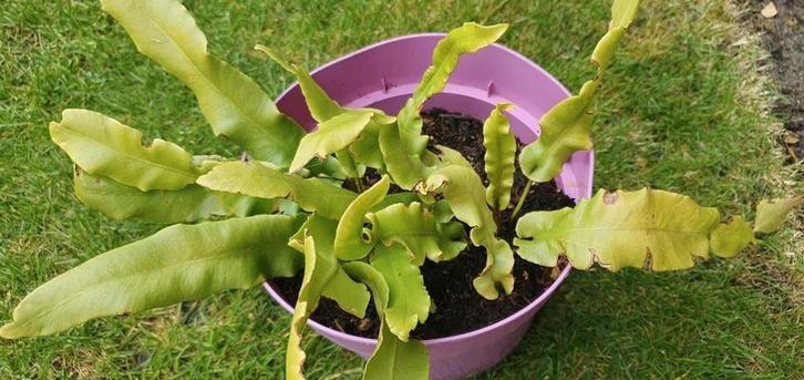 Stekken Tongvaren Asplenium lichtgroen winterhard sierlijk, Tuin en Terras, Planten | Tuinplanten, Vaste plant, Varens, Volle zon