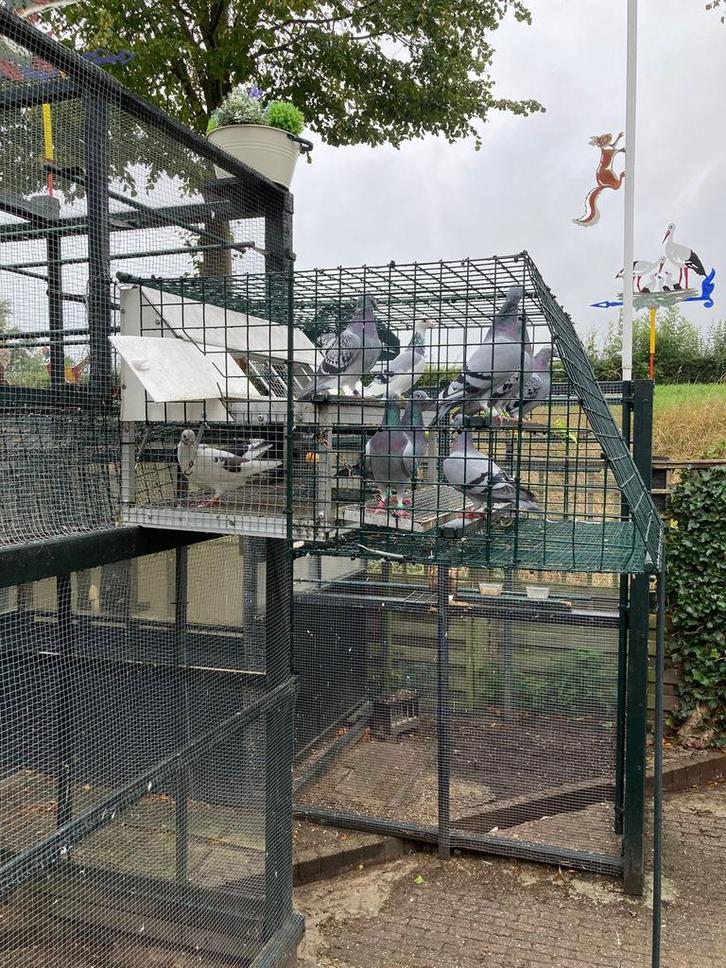 2 duivenrennen te koop. Zie omschrijving!, Dieren en Toebehoren, Vogels | Duiven, Overige soorten, Meerdere dieren