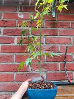 Japanese Acer Japanse Esdoorn Bonsai, Tuin en Terras, Planten | Bomen, Ophalen, Bloeit niet, Halfschaduw, Overige soorten