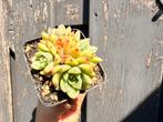 Echeveria Hybrida/pot 7cm/vetplant/succulent, Huis en Inrichting, Kamerplanten, Ophalen of Verzenden, Overige soorten, Minder dan 100 cm