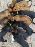 Mechelse herder  pups, Dieren en Toebehoren, Honden | Herdershonden en Veedrijvers, CDV (hondenziekte), 8 tot 15 weken, Meerdere