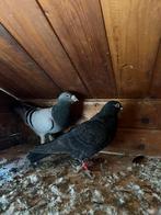 mooie koppel, Meerdere dieren, Postduif