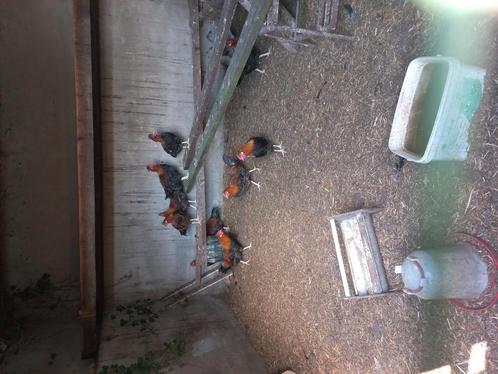Haantjes kruising goudpel/Sulmtaler ongeveer 4 a 5 maand, Dieren en Toebehoren, Vogels | Overige Vogels, Tropenvogel, Mannelijk