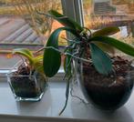 4x orchidee wit, Huis en Inrichting, Kamerplanten, Ophalen, Halfschaduw, Minder dan 100 cm
