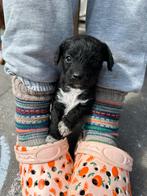 Prachtige Dwergpoedel kruising Dwergpincher pups, Poedel, 8 tot 15 weken, Teef, CDV (hondenziekte)