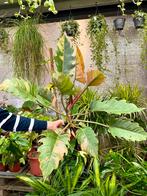 Philodendron Caramel Marble - Grote Plant - P15, Huis en Inrichting, Kamerplanten, Ophalen of Verzenden