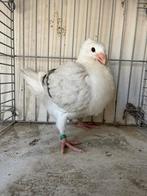 Oud hollandse meeuwen, Meerdere dieren, Overige soorten