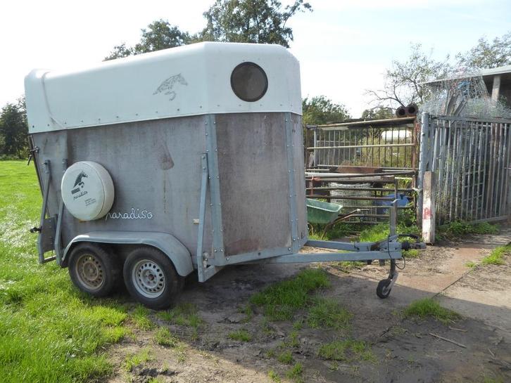 paardentrailer Paradiso, Dieren en Toebehoren, Schapen, Geiten en Varkens, Geit, Mannelijk, 6 jaar of ouder