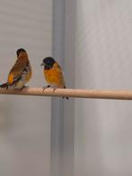 2-2 Kapoetsensijsen, Meerdere dieren, Tropenvogel, Geringd