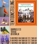 TENTOONSTELLING VOGELVERENIGING VOGELVREUGD BEVERWIJK, Dieren en Toebehoren, Meerdere dieren, Tropenvogel