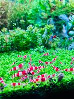 Mooie Crystal Red garnalen, Dieren en Toebehoren