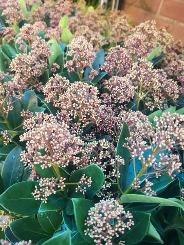 Skimmia s in diverse soorten beschikbaar voor biedingen