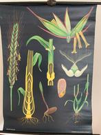 Schoolplaat van Rogge van Jung Koch Quentell, Antiek en Kunst, Ophalen of Verzenden, Natuur en Biologie