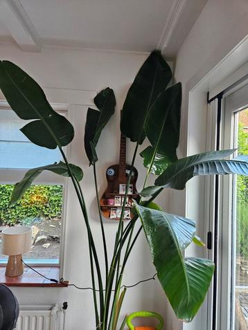 Mooie grote Strelitzia beschikbaar voor biedingen