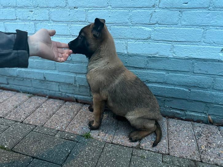 Mechelse herder pups NVBK stamboom, Dieren en Toebehoren, Honden | Herdershonden en Veedrijvers, Meerdere dieren, Herder, Particulier