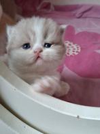 Brits korthaar poesje en Brits langhaar poesje met stamboom, Dieren en Toebehoren, Poes, Gechipt, 0 tot 2 jaar