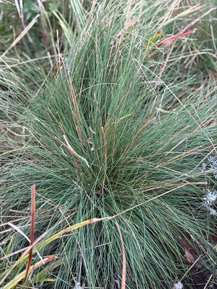 Groene en grijze siergras siergrassen, Tuin en Terras, Planten | Tuinplanten, Siergrassen, Volle zon, Ophalen of Verzenden