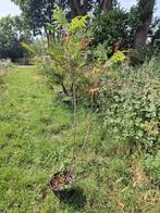 Diverse fluweelbomen in pot., Ophalen, In pot, Volle zon, Overige soorten