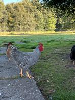 Amrock haan, Dieren en Toebehoren, Pluimvee, Mannelijk, Kip