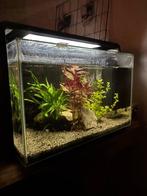Mooi starters aquarium te koop!, Dieren en Toebehoren, Vissen | Aquaria en Toebehoren, Ophalen, Gebruikt, Gevuld zoetwateraquarium