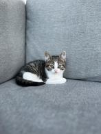 Kittens - grijs/wit en een cyperse poes, Poes, Kortharig, 0 tot 2 jaar