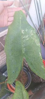 Alocasia zebrina variegata, Ophalen of Verzenden, Overige soorten, Minder dan 100 cm
