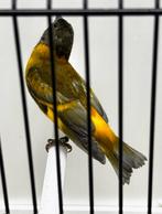 Te Koop diverse bastaarden, Dieren en Toebehoren, Vogels | Overige Vogels, Mannelijk, Wildzangvogel, Geringd