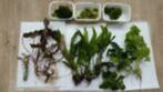 VERRASSINGSPAKKET (5) aquariumplanten met gratis advies, Ophalen of Verzenden, Nieuw, Plant(en), Steen of Hout