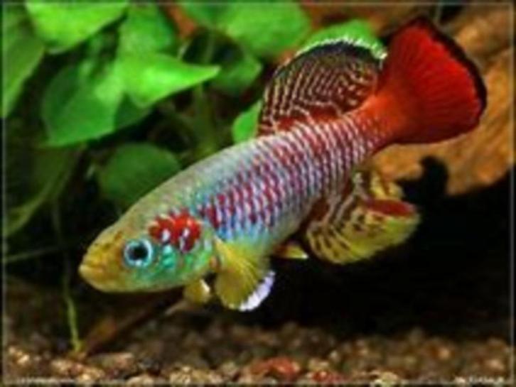 Nothobranchius guentheri zanzibar, Dieren en Toebehoren, Vissen | Aquariumvissen, Zoetwatervis, Vis