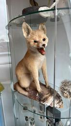 Mooie opgezette vos, Ophalen of Verzenden