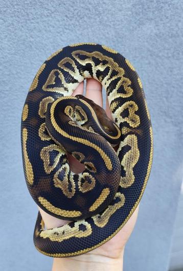 1.1 Ball python koppel het clown beschikbaar voor biedingen
