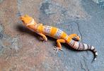 Prachtige diep oranje copper cross luipaardgekko, Dieren en Toebehoren, Hagedis, 0 tot 2 jaar