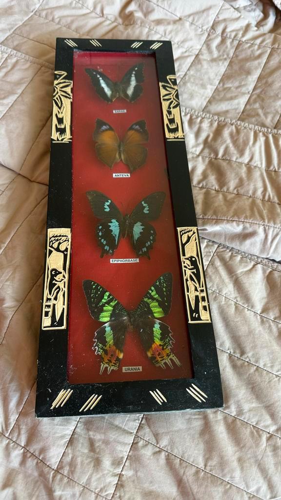 Vintage Vlinderlijst met 4 Vlindersoorten, Antiek en Kunst, Antiek | Woonaccessoires, Ophalen of Verzenden
